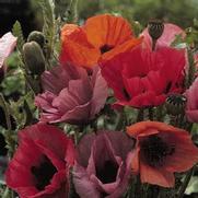 Papaver orientale 'Fruit Punch'