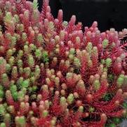 Sedum 'Red Wiggle' Sedum 'Red Wiggle'