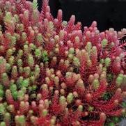 Sedum 'Red Wiggle'