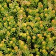 Sedum 'Golddigger' Sedum 'Golddigger'