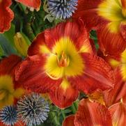 Hemerocallis hybrid 'Passion for Red'