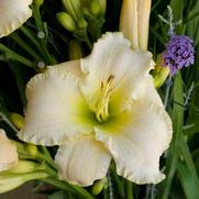 Hemerocallis hybrid 'Early Snow' Hemerocallis hybrid 'Early Snow'