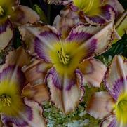 Hemerocallis hybrid 'Handwriting on the Wall'