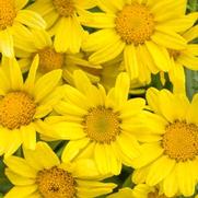 Argyranthemum frutescens 'Golden Butterfly' Argyranthemum frutescens 'Golden Butterfly'