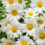 Argyranthemum frutescens 'Pure White Butterfly' Argyranthemum frutescens 'Pure White Butterfly'