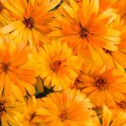 Calendula 'Lady Godiva Orange' Calendula 'Lady Godiva Orange'