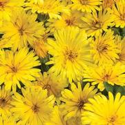 Calendula 'Lady Godiva Yellow' Calendula 'Lady Godiva Yellow'