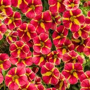Calibrachoa hybrid 'Cardinal Star' Calibrachoa hybrid 'Cardinal Star'