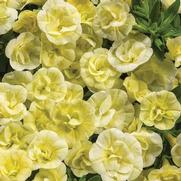 Calibrachoa hybrid 'Double Chiffon' Calibrachoa hybrid 'Double Chiffon'