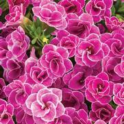Calibrachoa hybrid 'Double Love Swept' Calibrachoa hybrid 'Double Love Swept'