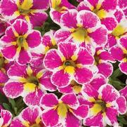 Calibrachoa hybrid 'Holy Cow' Calibrachoa hybrid 'Holy Cow'