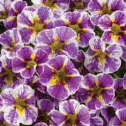 Calibrachoa hybrid 'Holy Smokes' Calibrachoa hybrid 'Holy Smokes'
