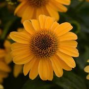Echinacea purpurea 'Sombrero Granada Gold' Echinacea purpurea 'Sombrero Granada Gold'