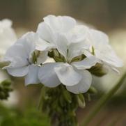 Geranium Interspecific 'Calliope White'