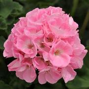 Geranium Zonal 'Dynamo Light Pink'