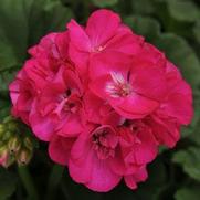 Geranium Zonal 'Dynamo Purple' Geranium Zonal 'Dynamo Purple'