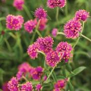 Gomphrena 'Truffula Pink' Gomphrena 'Truffula Pink'