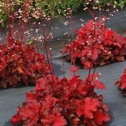 Heuchera hybrid 'Forever Red'