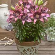 Lilium asiatic 'Hot Spot Pink'