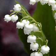 Convallaria majalis 'Prolificans' Convallaria majalis 'Prolificans'