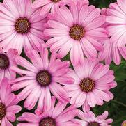Osteospermum hybrid 'Bright Lights Pink' Osteospermum hybrid 'Bright Lights Pink'