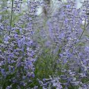 Perovskia atriplicifolia 'Little Lace'