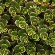 Sedum tetractinum 'Coral Reef' Sedum tetractinum 'Coral Reef'