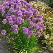 Allium 'Millenium'