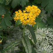 Asclepias tuberosa 'Hello Yellow' Asclepias tuberosa 'Hello Yellow'