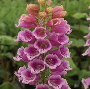 Digitalis purpurea 'Candy Mountain' Digitalis purpurea 'Candy Mountain'