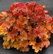 Heuchera hybrid 'Northern Exposure Amber' Heuchera hybrid 'Northern Exposure Amber'