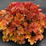 Heuchera hybrid 'Northern Exposure Amber'