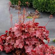 Heuchera hybrid 'Northern Exposure Red' Heuchera hybrid 'Northern Exposure Red'