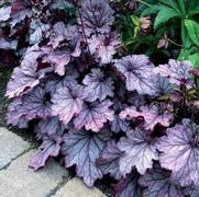 Heuchera hybrid 'Spellbound'