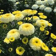 Leucanthemum superbum 'Real Deal' Leucanthemum superbum 'Real Deal'