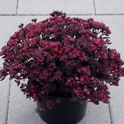 Sedum 'Sun Sparkler Plum Dazzled'