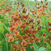 Baptisia hybrid 'Decadence Cherries Jubilee' Baptisia hybrid 'Decadence Cherries Jubilee'