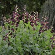 Baptisia hybrid 'Decadence Dutch Chocolate' Baptisia hybrid 'Decadence Dutch Chocolate'