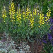 Baptisia hybrid 'Decadence Lemon Meringue' Baptisia hybrid 'Decadence Lemon Meringue'