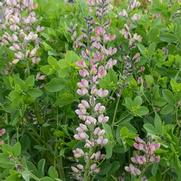 Baptisia hybrid 'Decadence Pink Truffles' Baptisia hybrid 'Decadence Pink Truffles'