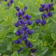 Baptisia hybrid 'Decadence Sparkling Saphires' Baptisia hybrid 'Decadence Sparkling Saphires'