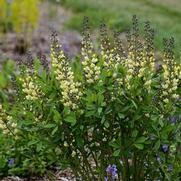 Baptisia hybrid 'Decadence Vanilla Cream' Baptisia hybrid 'Decadence Vanilla Cream'