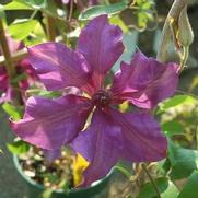 Clematis 'Fleuri'