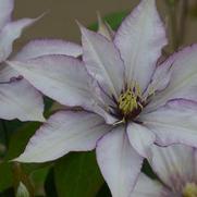 Clematis 'Samaritan Jo'