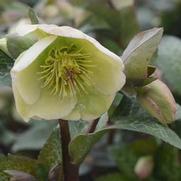 Helleborus 'Frostkiss Molly's White'