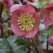 Helleborus 'Frostkiss Penny's Pink'