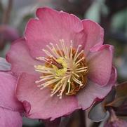 Helleborus 'Frostkiss Pippa's Purple'