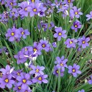 Sisyrinchium angust. 'Lucerne' Sisyrinchium angust. 'Lucerne'