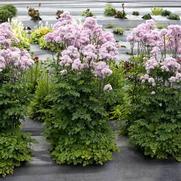 Thalictrum 'Pink Nimbus'