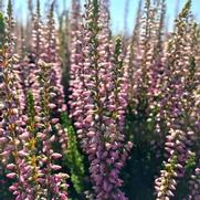 Calluna vulgaris 'Beauty Ladies Michelle'